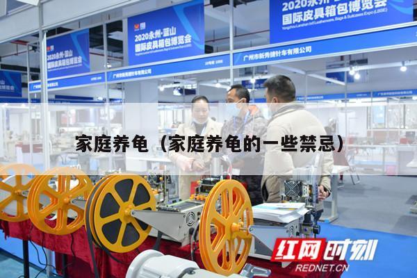 家庭养龟（家庭养龟的一些禁忌）