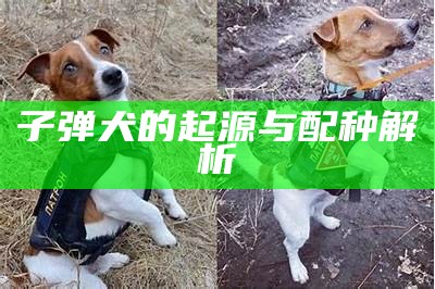 子弹犬的起源与配种解析