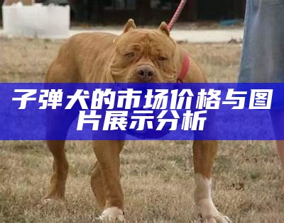 子弹犬的市场价格与图片展示分析