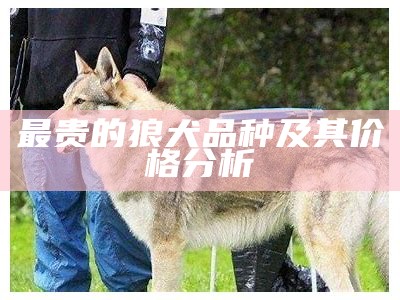 最贵的狼犬品种及其价格分析