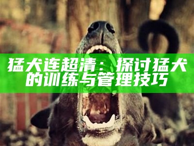 猛犬连超清：探讨猛犬的训练与管理技巧