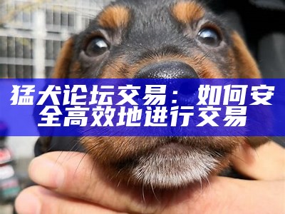 猛犬论坛交易：如何安全高效地进行交易