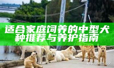 适合家庭饲养的中型犬种推荐与养护指南