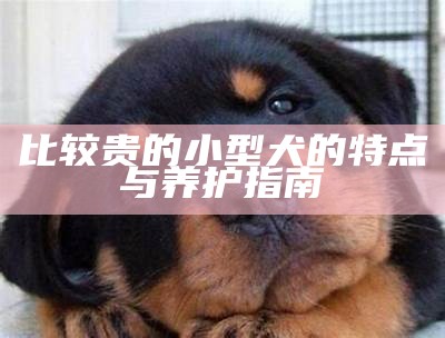 比较贵的小型犬的特点与养护指南