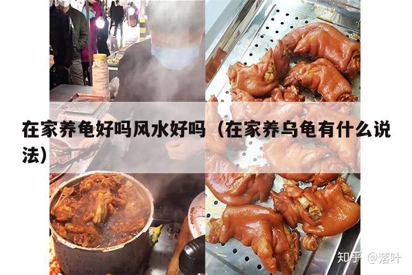 在家养龟好吗风水好吗（在家养乌龟有什么说法）