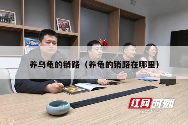 养乌龟的销路（养龟的销路在哪里）