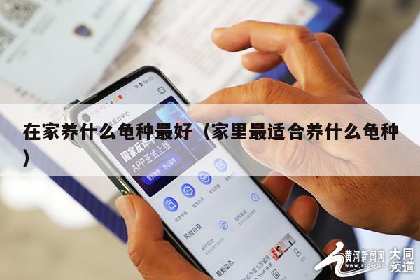 在家养什么龟种最好（家里最适合养什么龟种）