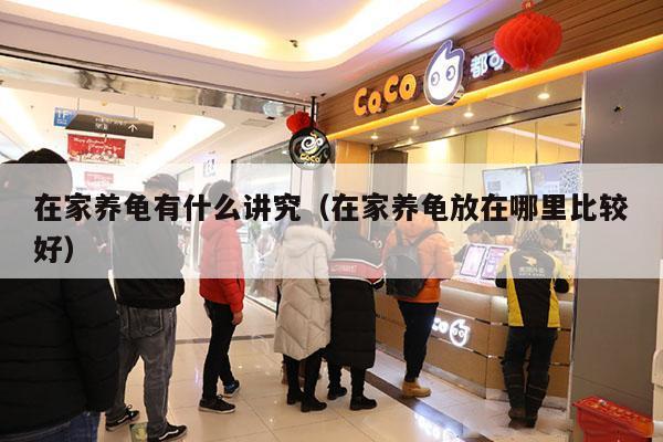 在家养龟有什么讲究（在家养龟放在哪里比较好）