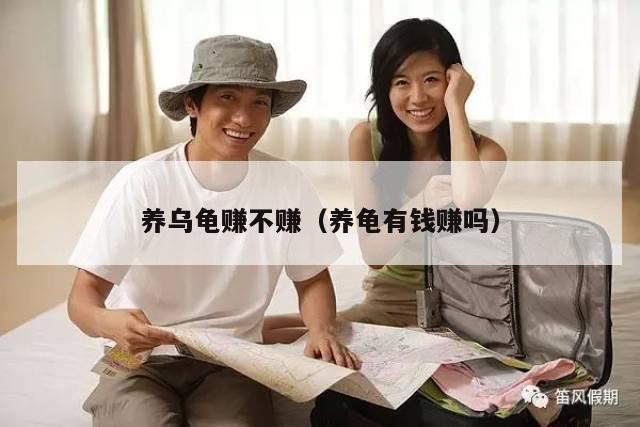 养乌龟赚不赚（养龟有钱赚吗）