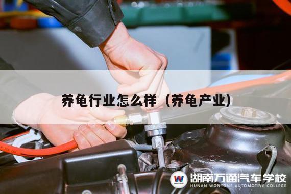 养龟行业怎么样（养龟产业）