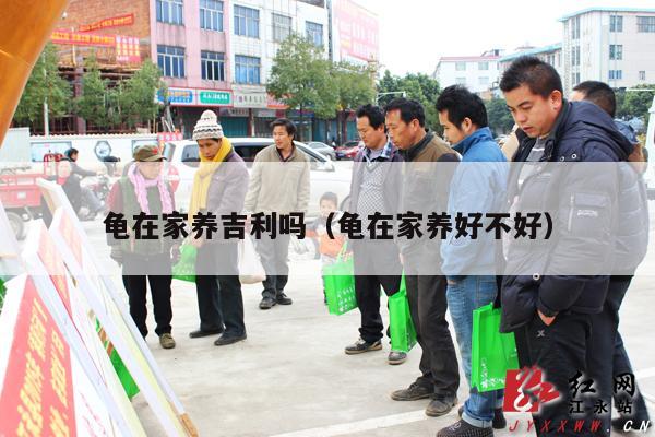 龟在家养吉利吗（龟在家养好不好）