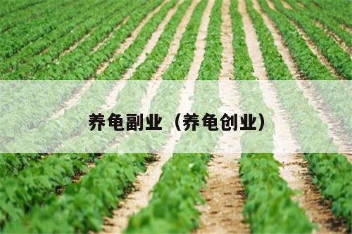养龟副业（养龟创业）