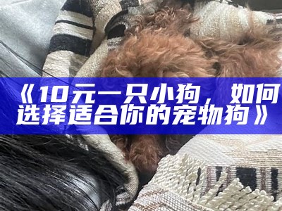 《10元一只小狗，如何选择适合你的宠物狗》